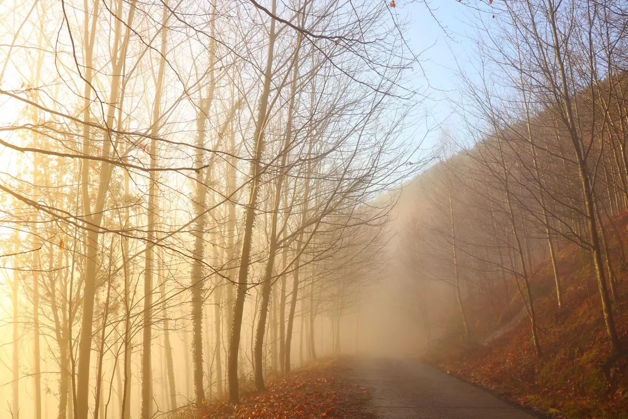 NIEBLA iurreta txaro ortiz de zarate