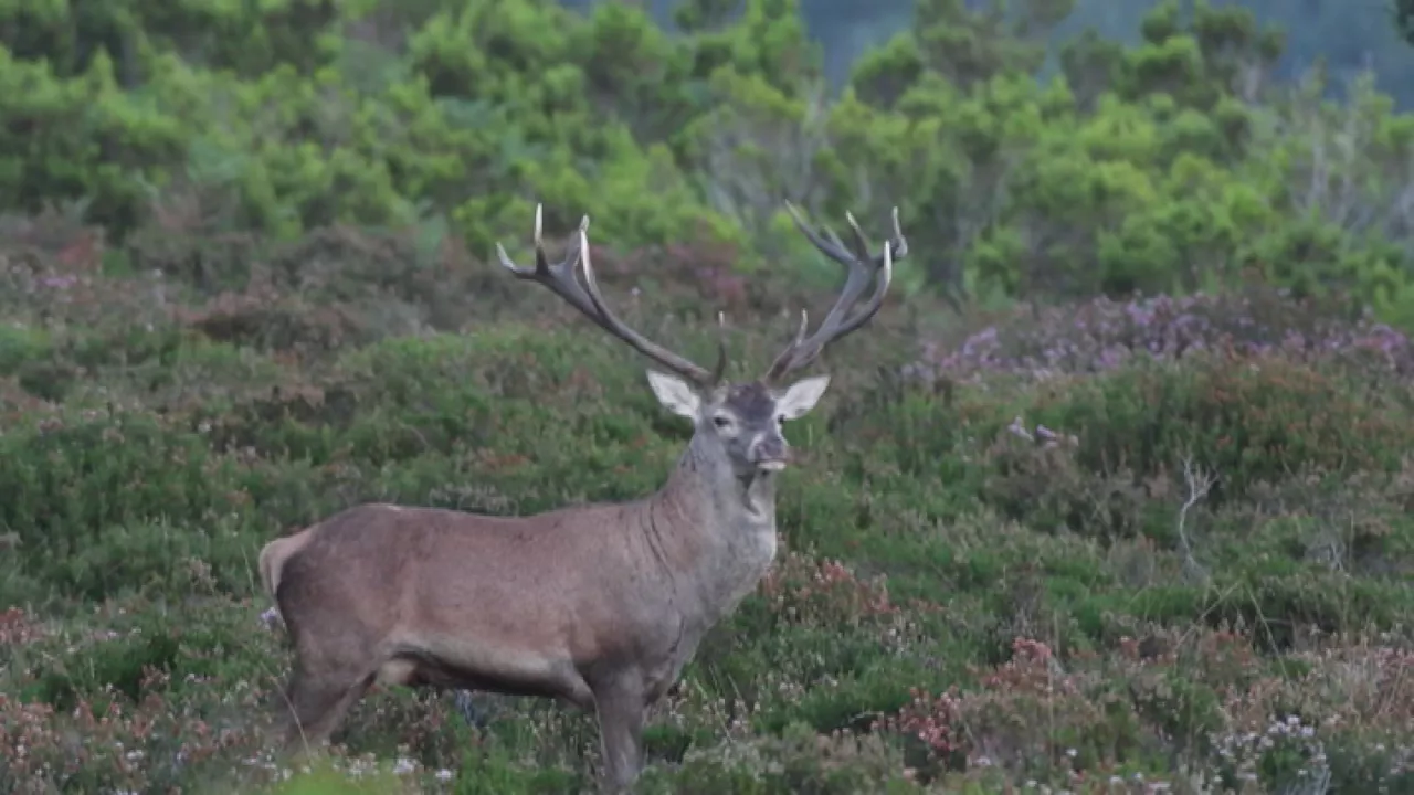 20210907143417_gorbea-gorbeia_