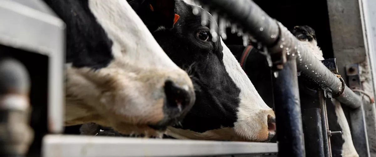 vaca behia granja abeltzantza ganaderia baserria