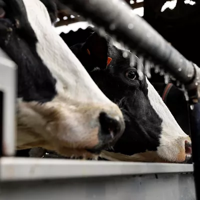 vaca behia granja abeltzantza ganaderia baserria