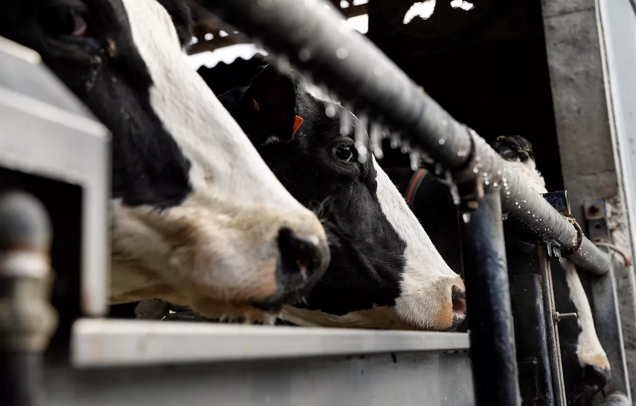 vaca behia granja abeltzantza ganaderia baserria