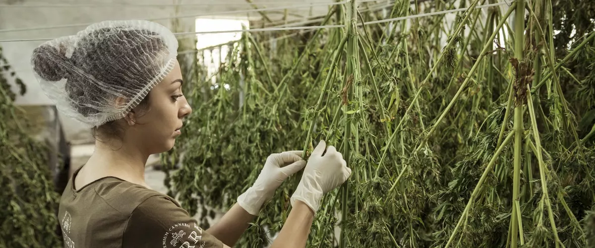 cannabis (ez da derrigorrez egilea aipatu behar,  baina egin daiteke)