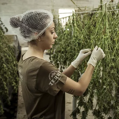 cannabis (ez da derrigorrez egilea aipatu behar,  baina egin daiteke)