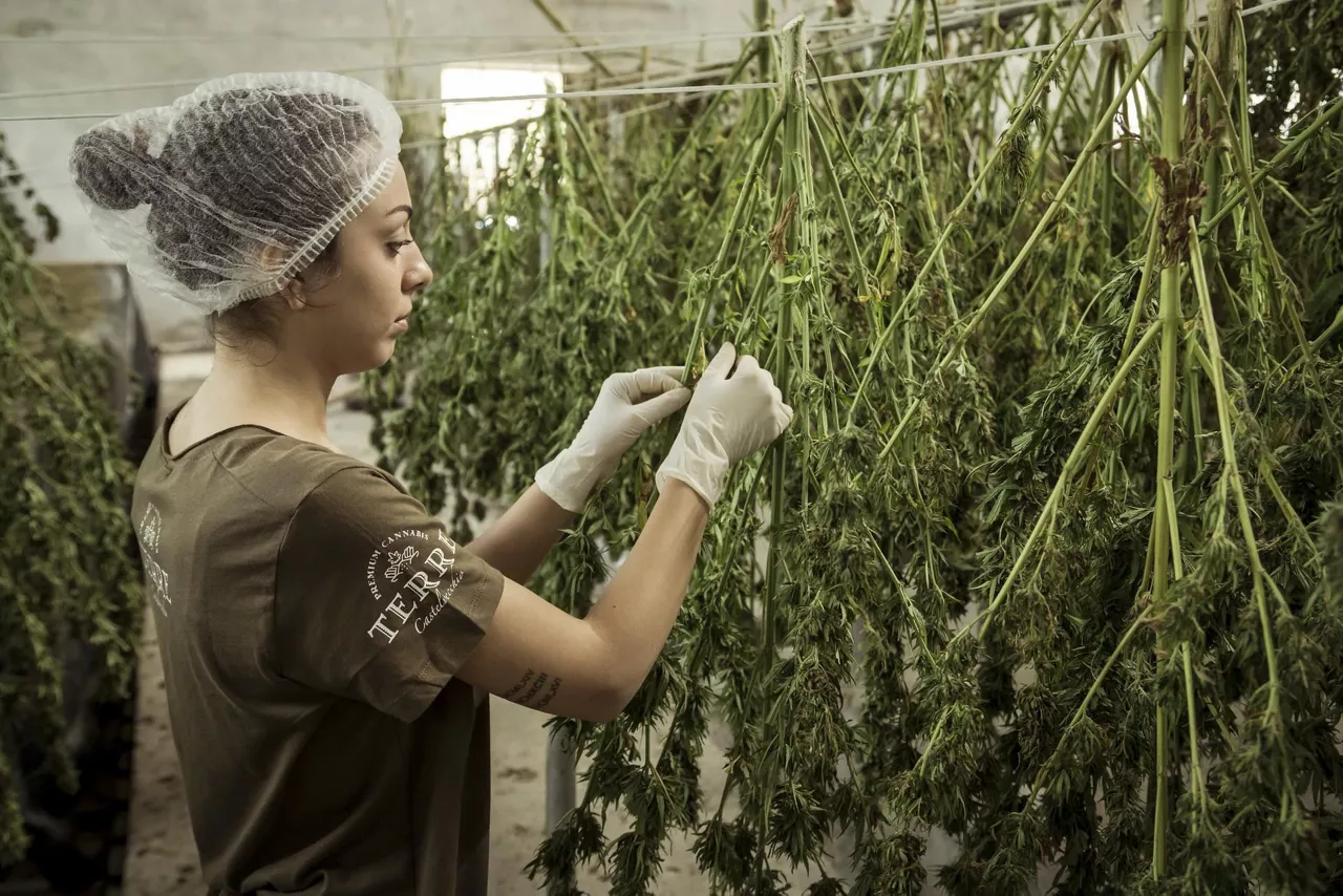 cannabis (ez da derrigorrez egilea aipatu behar,  baina egin daiteke)