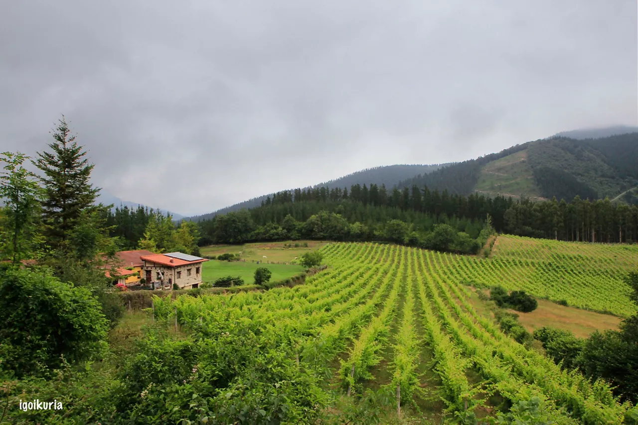 VIÑEDO EN AIZETZA