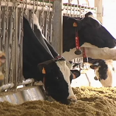 20221005142750_vacas-behia_