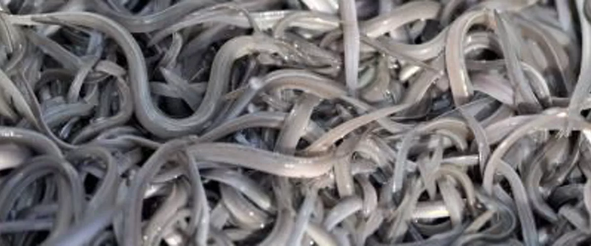 Operación contra el tráfico ilegal de angulas