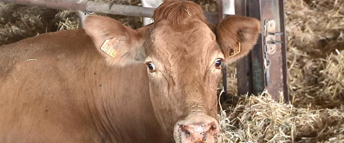 EHE-enfermedad-vaca-eitb_1280x720