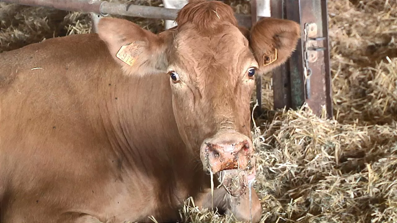 EHE-enfermedad-vaca-eitb_1280x720