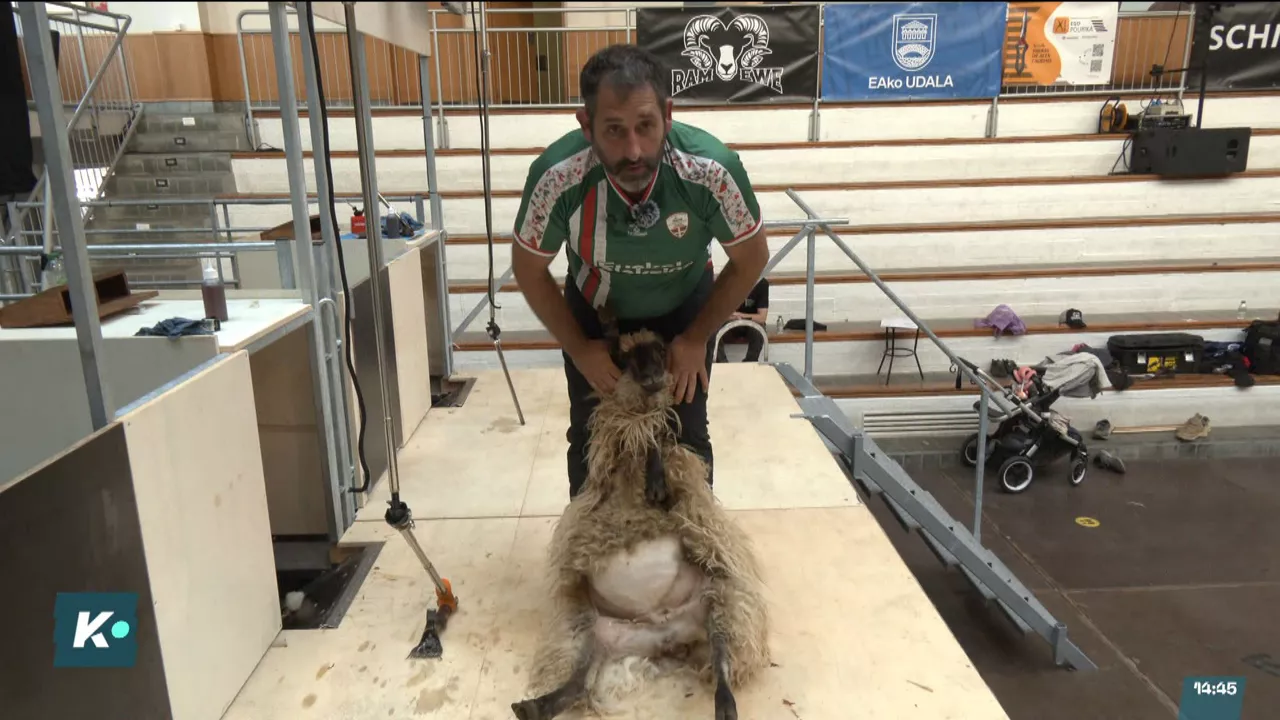 20250927150323_ardi-moztaileen-txapelketa_