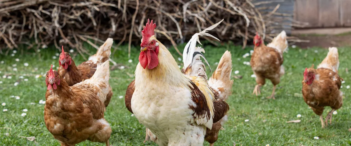 GRAF3607. LOGROÑO, 13/11/2025.- La Rioja mantiene confinadas a unas 500.000 aves de corral en 50 granjas, además de las aves ornamentales y las de explotaciones ecológicas y de autoconsumo que se crían al aire libre, sin que se hayan detectado contagios en la comunidad tras el empeoramiento de la gripe aviar en España por contacto con especies silvestres. EFE/Raquel Manzanares
