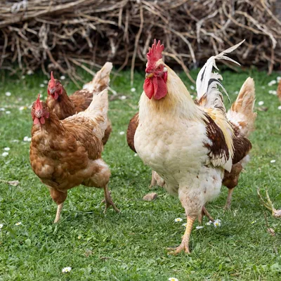 GRAF3607. LOGROÑO, 13/11/2025.- La Rioja mantiene confinadas a unas 500.000 aves de corral en 50 granjas, además de las aves ornamentales y las de explotaciones ecológicas y de autoconsumo que se crían al aire libre, sin que se hayan detectado contagios en la comunidad tras el empeoramiento de la gripe aviar en España por contacto con especies silvestres. EFE/Raquel Manzanares
