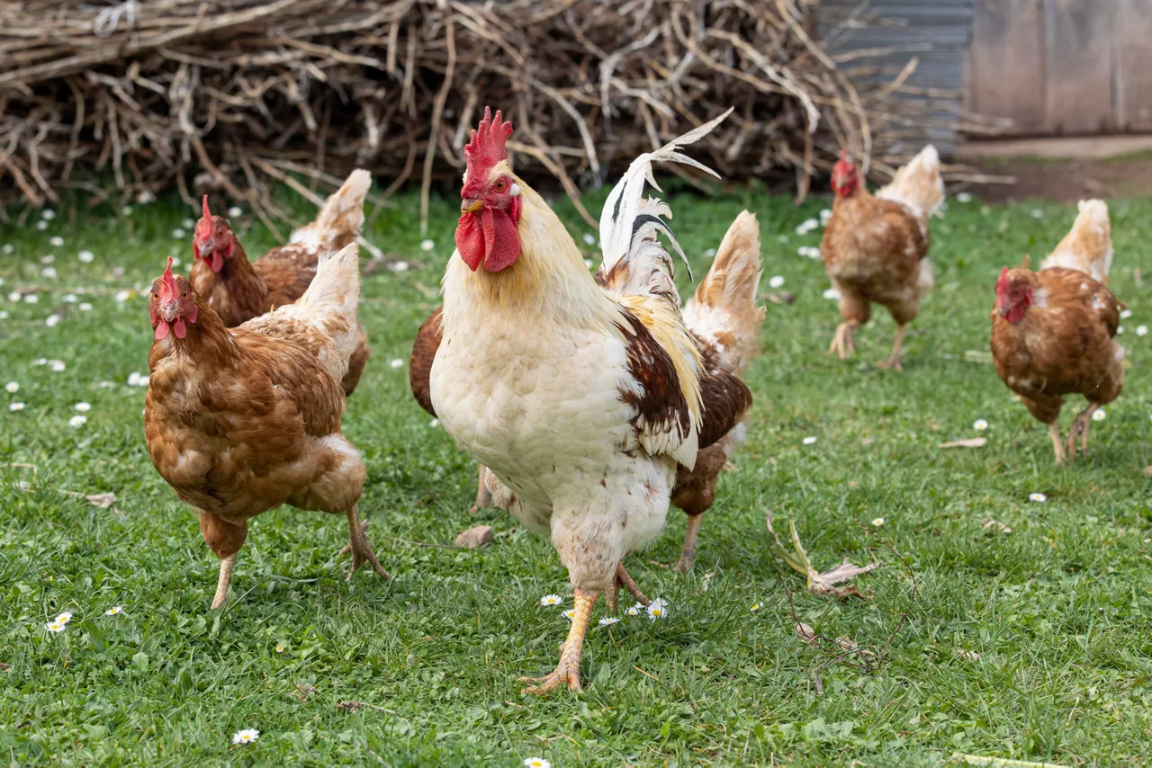 GRAF3607. LOGROÑO, 13/11/2025.- La Rioja mantiene confinadas a unas 500.000 aves de corral en 50 granjas, además de las aves ornamentales y las de explotaciones ecológicas y de autoconsumo que se crían al aire libre, sin que se hayan detectado contagios en la comunidad tras el empeoramiento de la gripe aviar en España por contacto con especies silvestres. EFE/Raquel Manzanares
