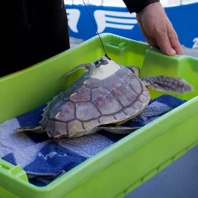 SAN SEBASTIÁN, 28/08/2026.- La tortuga Kalu, rescatada herida en San Sebastián y que ha sido tratada en el Aquarium, momentos antes de ser liberada este viernes en san Sebastián. EFE/ Jullen Zubillaga
