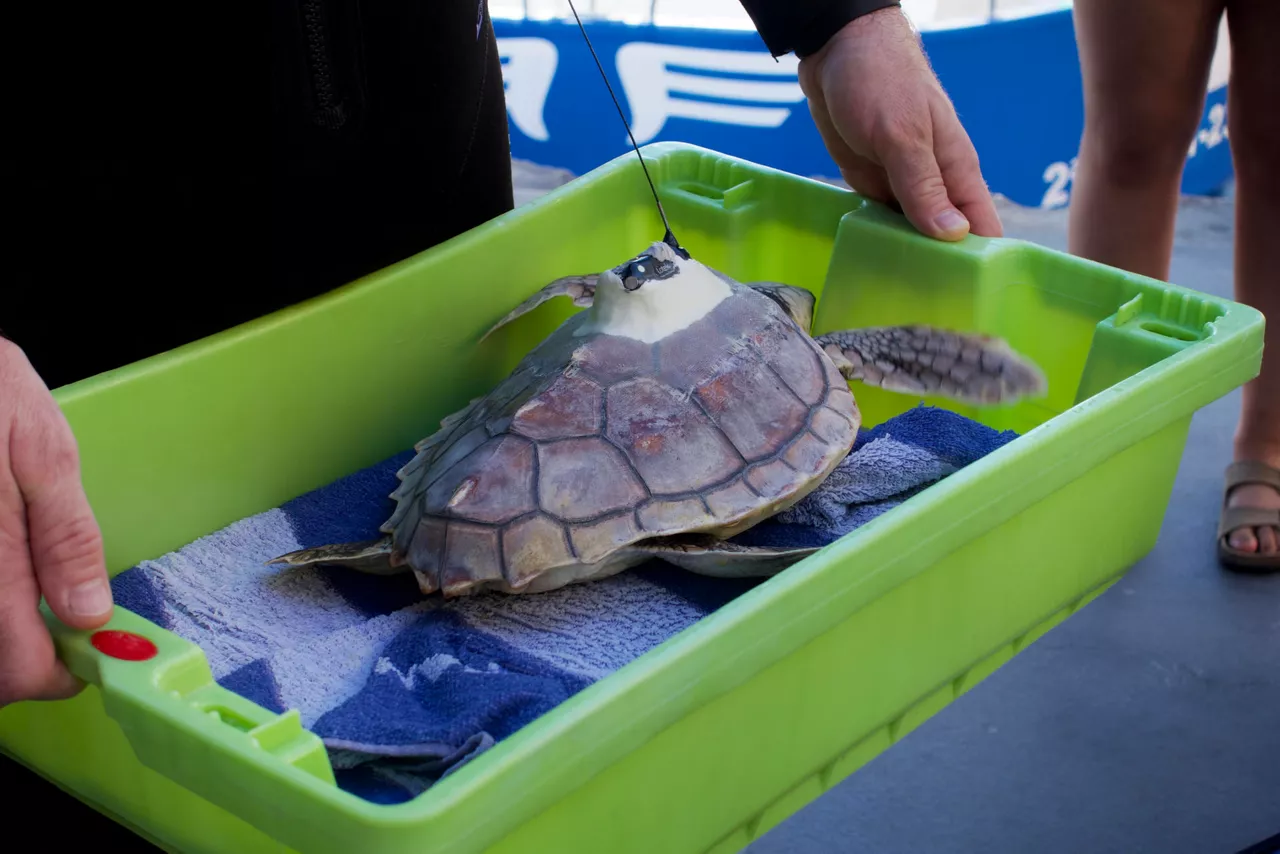 SAN SEBASTIÁN, 28/08/2026.- La tortuga Kalu, rescatada herida en San Sebastián y que ha sido tratada en el Aquarium, momentos antes de ser liberada este viernes en san Sebastián. EFE/ Jullen Zubillaga
