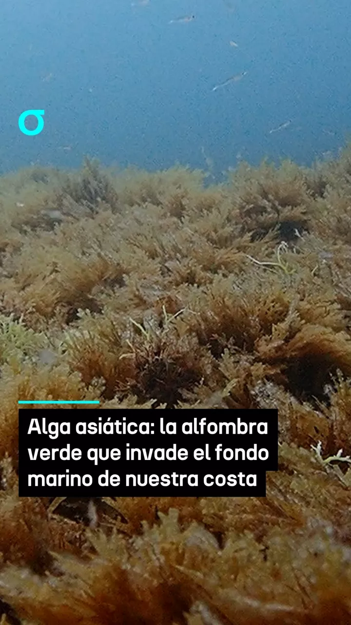 video feed poster