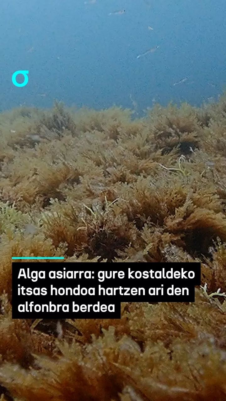 video feed poster