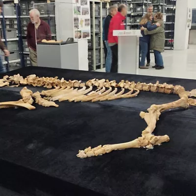 bisonte-hezurdura-urbasa-nafarroa