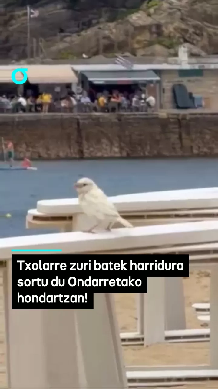 Txolarre zuri batek harridura sortu du Ondarretako hondartzan!