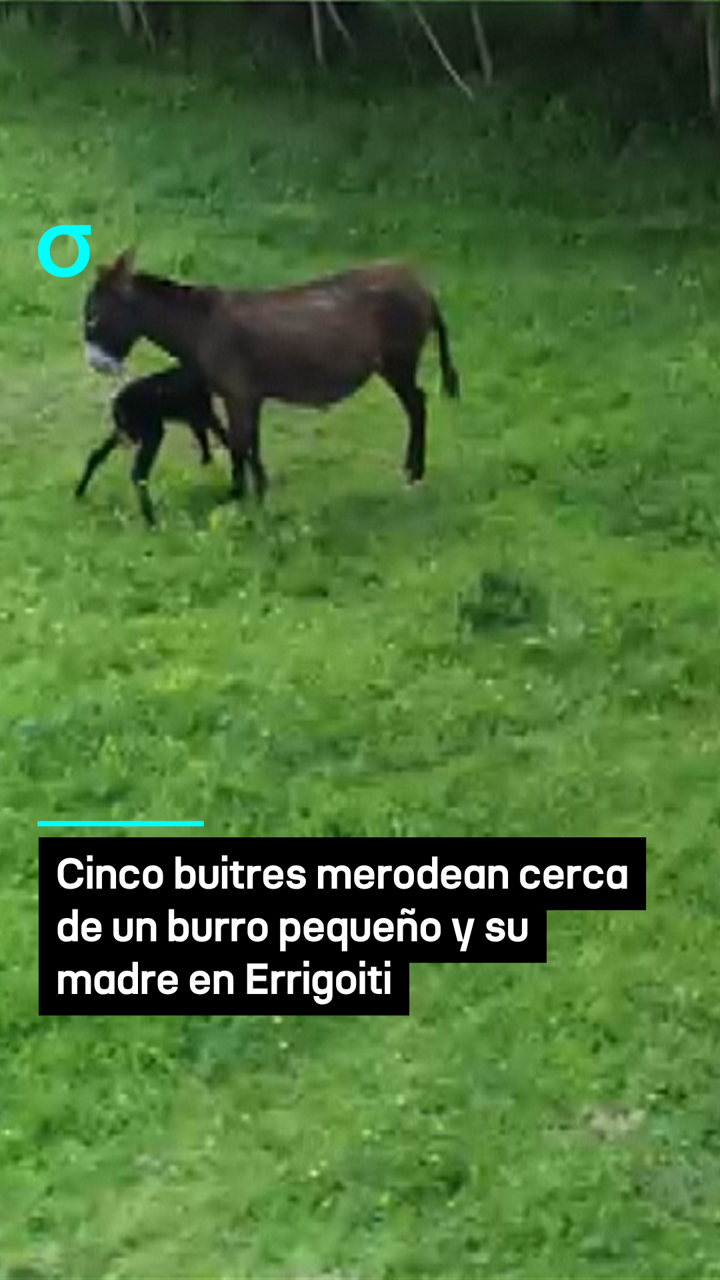 video feed poster