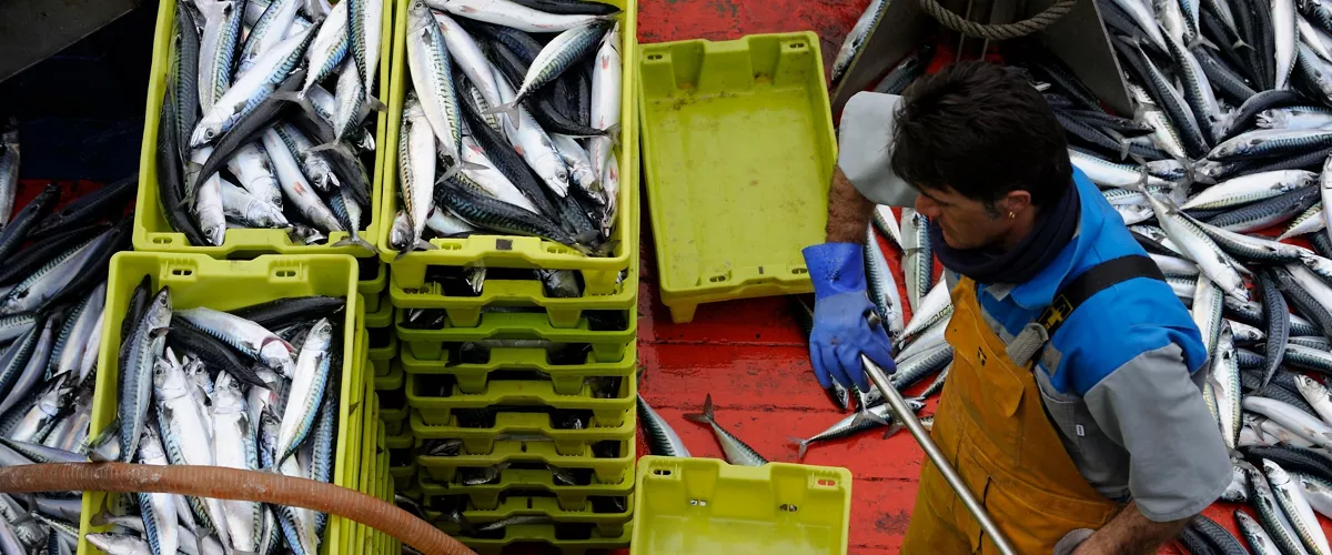 (Foto de ARCHIVO)

Descargas de verdel en puertos vascos



REMITIDA / HANDOUT por GOBIERNO VASCO

Fotografía remitida a medios de comunicación exclusivamente para ilustrar la noticia a la que hace referencia la imagen, y citando la procedencia de la imagen en la firma

25/3/2021