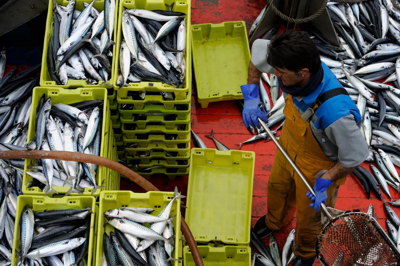 (Foto de ARCHIVO)

Descargas de verdel en puertos vascos



REMITIDA / HANDOUT por GOBIERNO VASCO

Fotografía remitida a medios de comunicación exclusivamente para ilustrar la noticia a la que hace referencia la imagen, y citando la procedencia de la imagen en la firma

25/3/2021