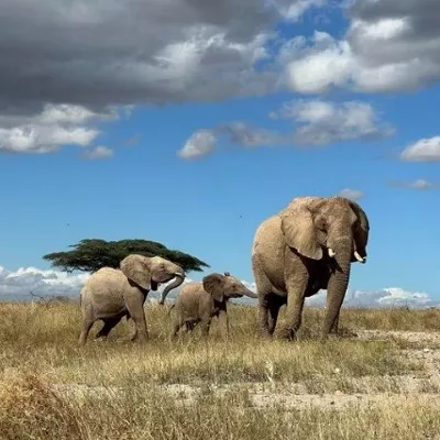 (Foto de ARCHIVO)

Una madre elefante aleja a su cría del peligro en el norte de Kenia.



REMITIDA / HANDOUT por GEORGE WITTEMYER/COLORADO STATE UNIVERSITY

Fotografía remitida a medios de comunicación exclusivamente para ilustrar la noticia a la que hace referencia la imagen, y citando la procedencia de la imagen en la firma

12/11/2024