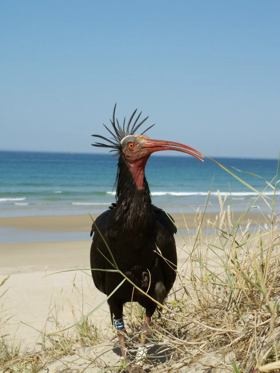 Ibis Eremita