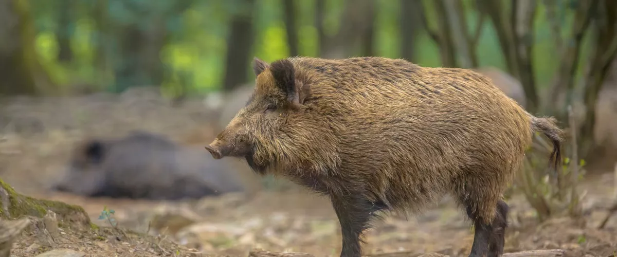 (Foto de ARCHIVO)

Jabali



REMITIDA / HANDOUT por INTERPORC

Fotografía remitida a medios de comunicación exclusivamente para ilustrar la noticia a la que hace referencia la imagen, y citando la procedencia de la imagen en la firma

28/11/2025