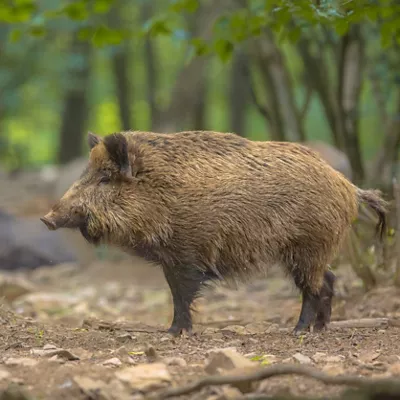 (Foto de ARCHIVO)

Jabali



REMITIDA / HANDOUT por INTERPORC

Fotografía remitida a medios de comunicación exclusivamente para ilustrar la noticia a la que hace referencia la imagen, y citando la procedencia de la imagen en la firma

28/11/2025