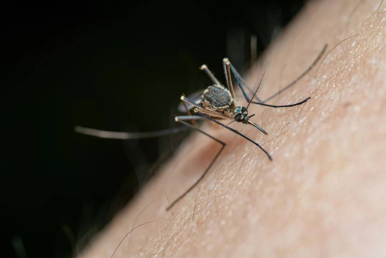 (Foto de ARCHIVO)

Mosquito. Archivo.



REMITIDA / HANDOUT por IBS.GRANADA

Fotografía remitida a medios de comunicación exclusivamente para ilustrar la noticia a la que hace referencia la imagen, y citando la procedencia de la imagen en la firma

12/2/2026