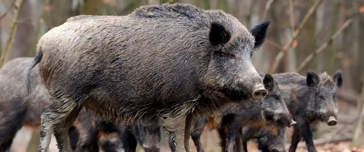 La peste porcina ha reaparecido en el Estado español 31 años después del último caso. Pero, ¿qué consecuencias puede tener la propagación de esta enfermedad?