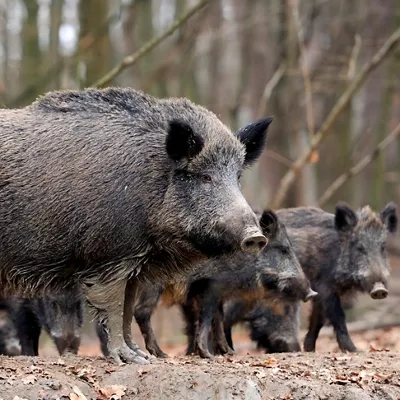 La peste porcina ha reaparecido en el Estado español 31 años después del último caso. Pero, ¿qué consecuencias puede tener la propagación de esta enfermedad?