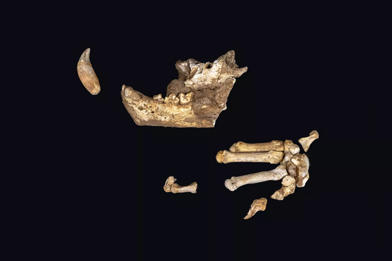 Restos del león de las cavernas