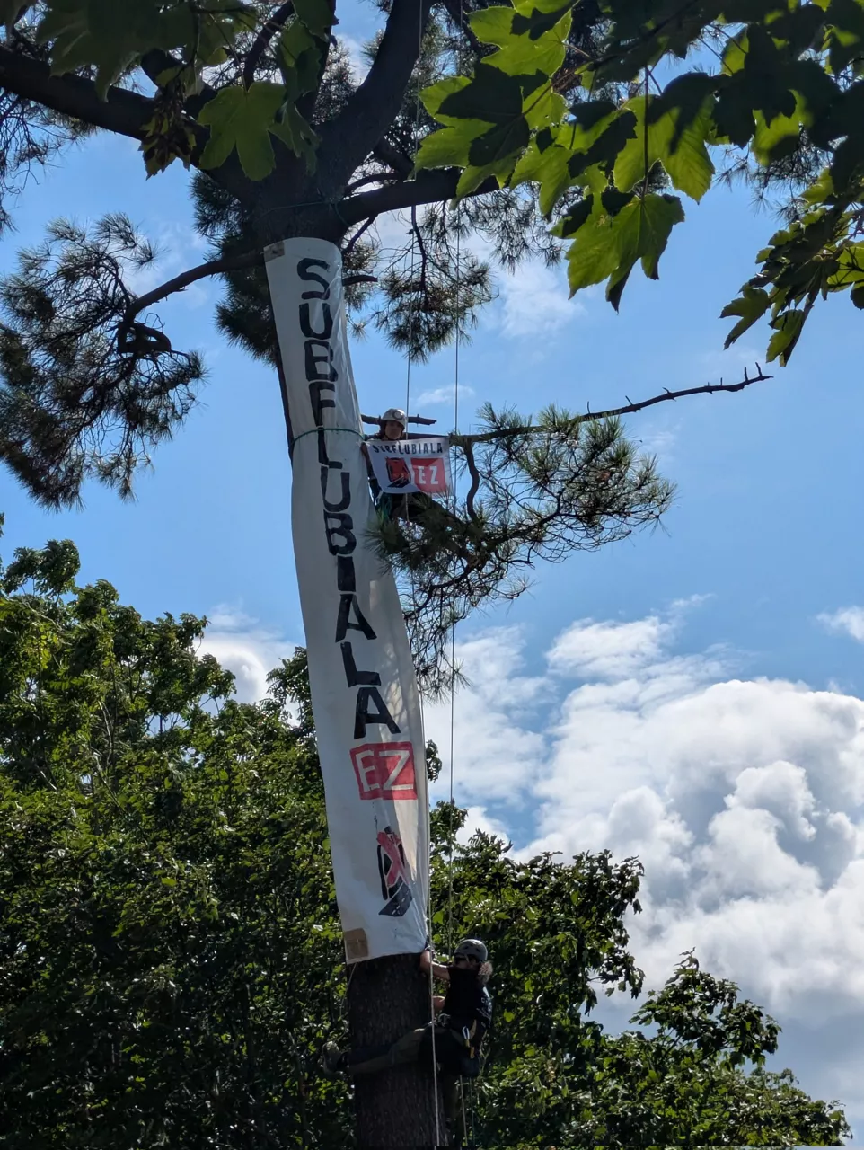 Un militant écologiste est monté sur un arbre pour protester contre le tunnel. Image : Subfluvial Non