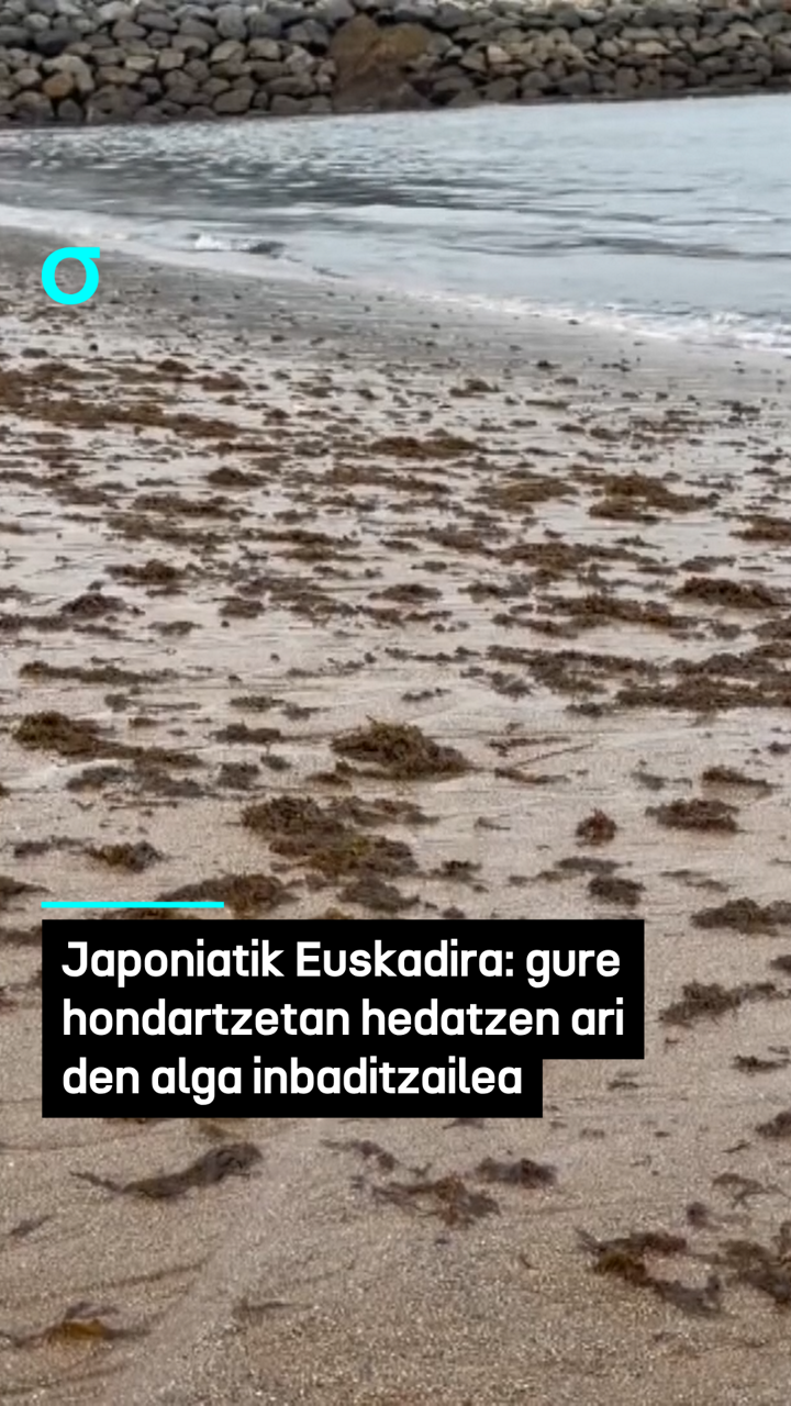 Iazko udan agertu ziren karabela portugaldarren ondoren, klima-aldaketak ekarri duen bisitari berria Asiako alga da: Rugulopteryx okamurae.