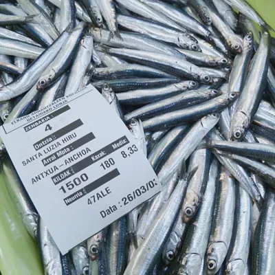 Denboraldiko lehen antxoa euskal portuetara iristen hasi da