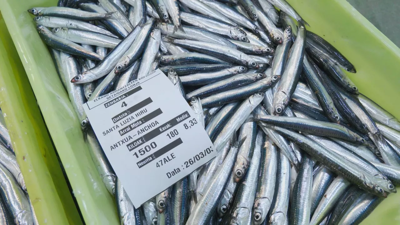 Denboraldiko lehen antxoa euskal portuetara iristen hasi da