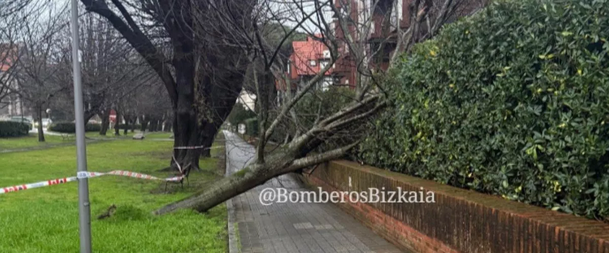 Árbol caído por el viento en Bizkaia
Bomberos de Bizkaia
borrasca Oriana