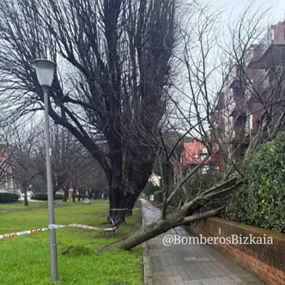 Árbol caído por el viento en Bizkaia
Bomberos de Bizkaia
borrasca Oriana