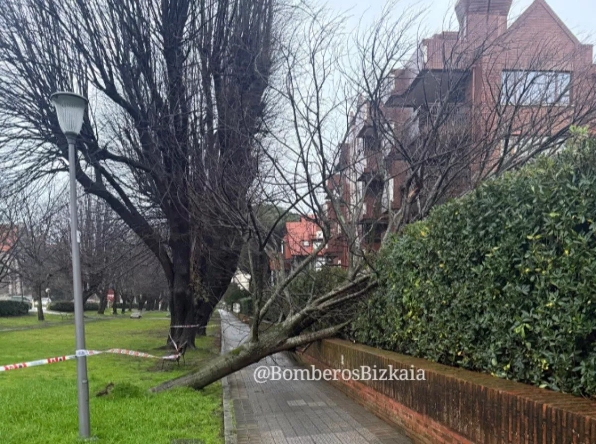 Árbol caído por el viento en Bizkaia
Bomberos de Bizkaia
borrasca Oriana