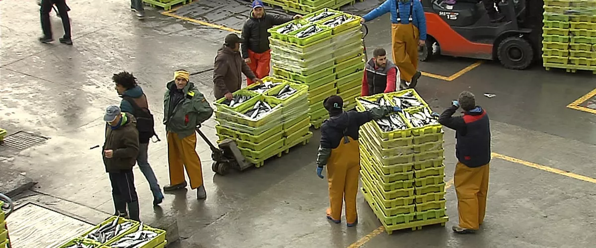 Euskal arrantzaleak arrainak arrantza arrain lonja