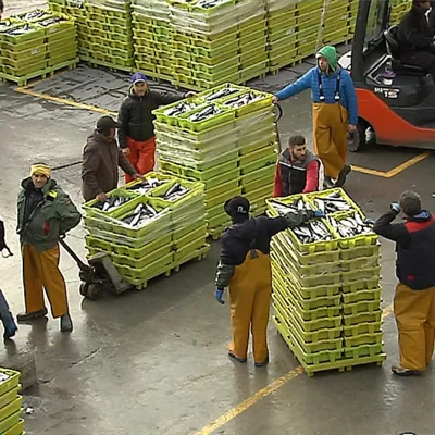 Euskal arrantzaleak arrainak arrantza arrain lonja