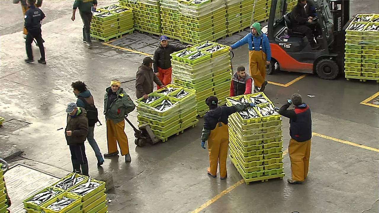 Euskal arrantzaleak arrainak arrantza arrain lonja