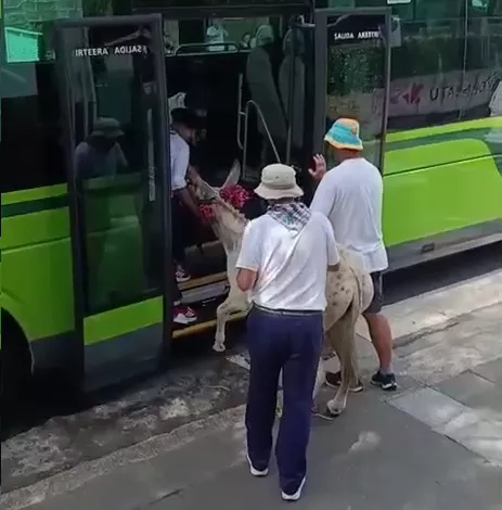 L'âne monte à Bizkaibus, à Bakio (Bizkaia). Image : EITB