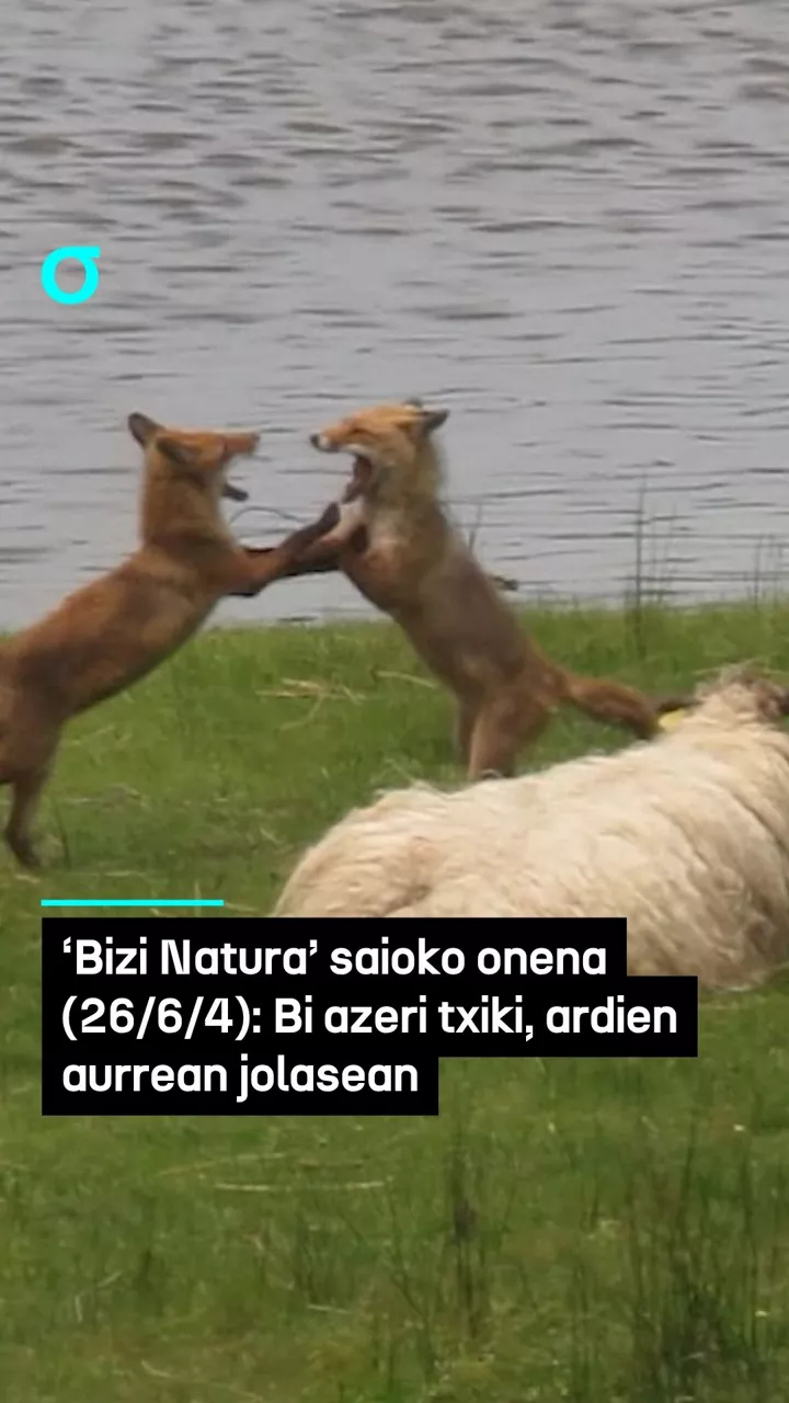 video feed poster