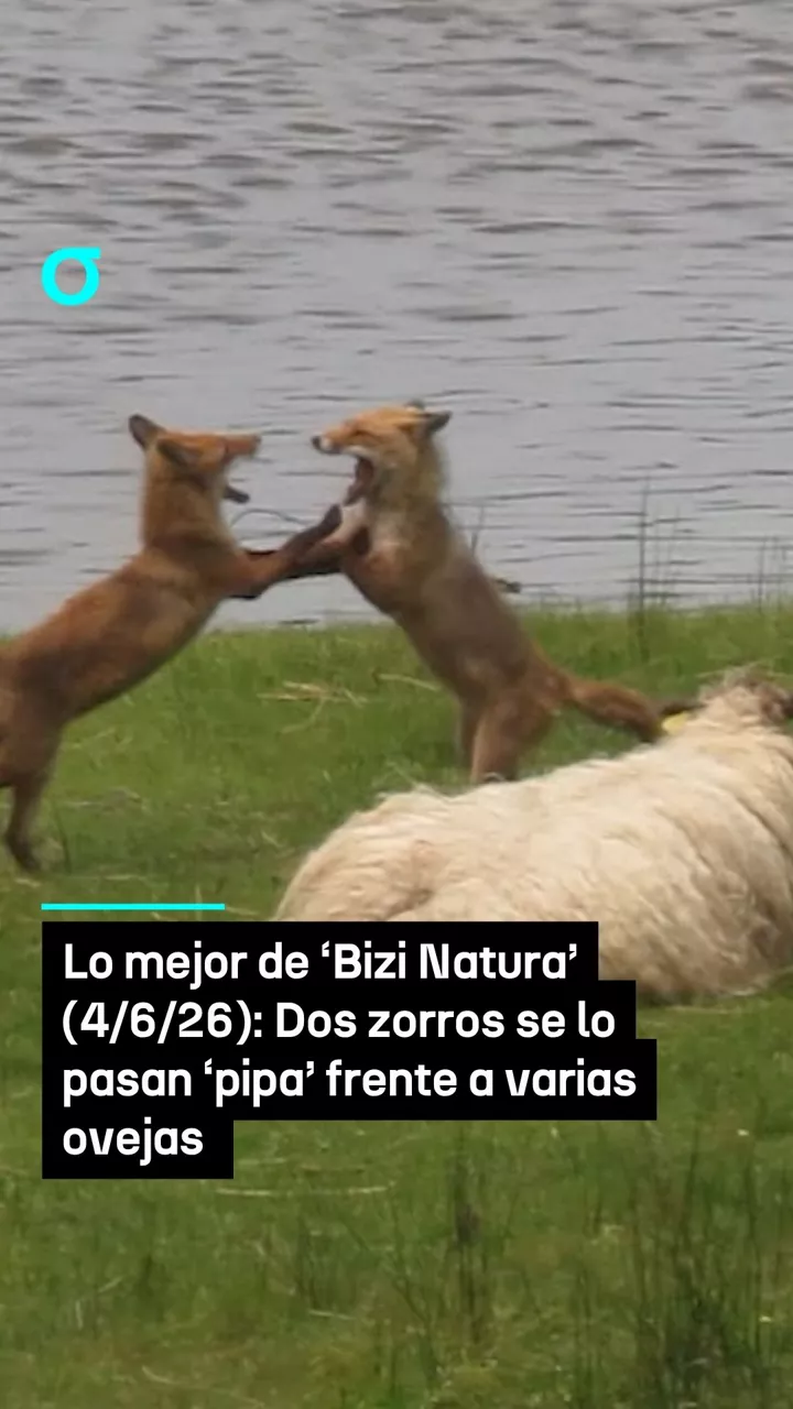 video feed poster