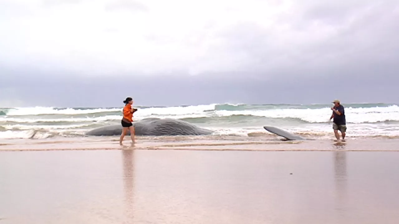 Balea Zarauzko hondartzan 