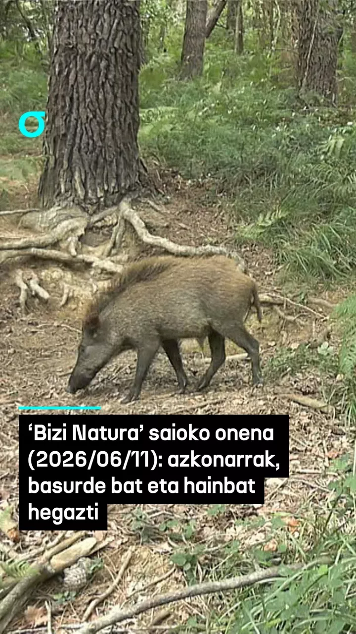‘Bizi Natura’ saioko onena
(2026/06/11): azkonarrak, basurde bat eta hainbat hegazti