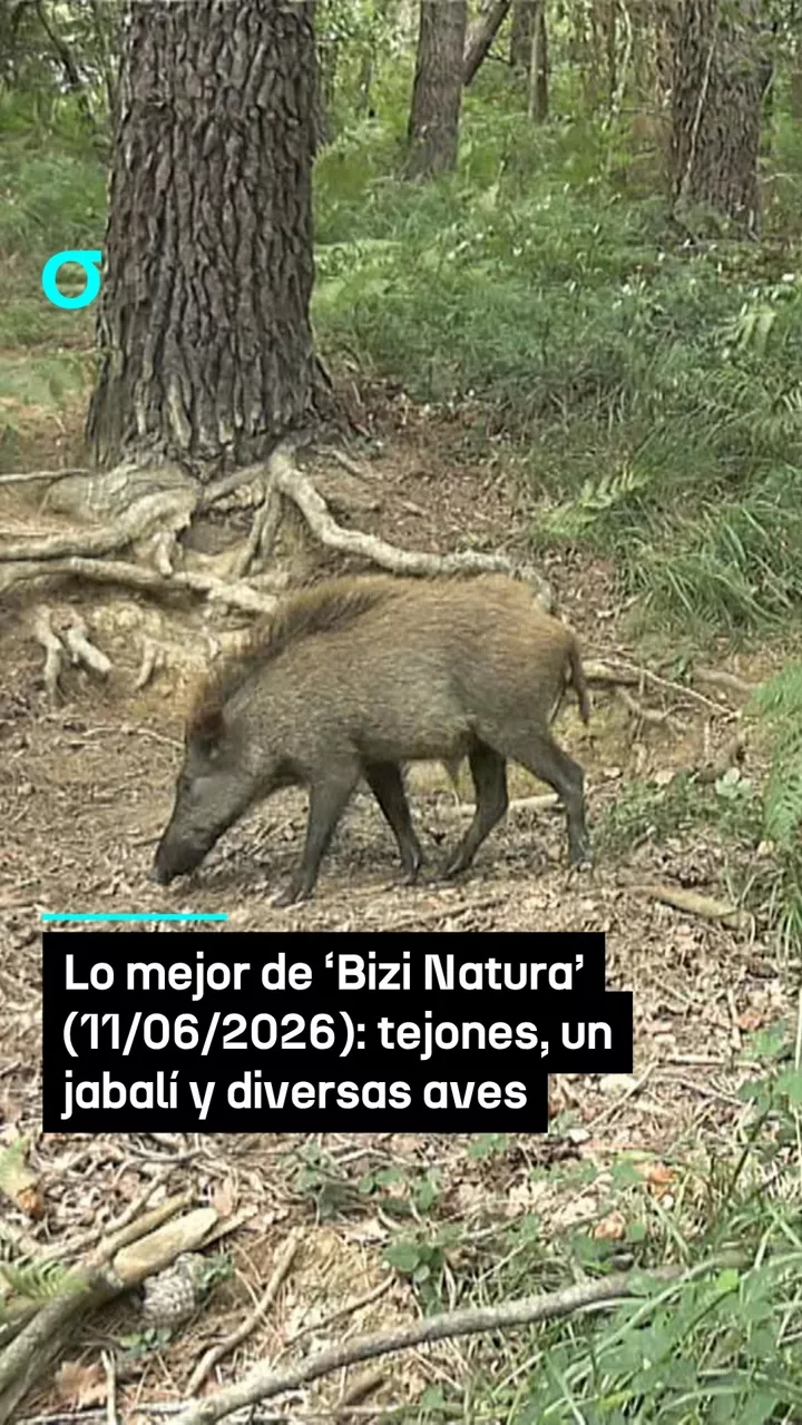 Lo mejor de ‘Bizi Natura’
(11/06/2026): tejones, un jabalí y diversas aves